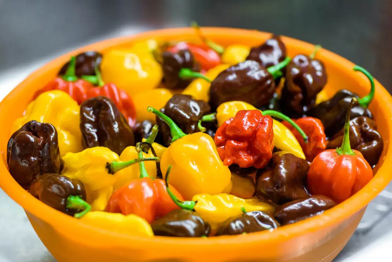 Un cesto arancione pieno di peperoncini habanero di vari colori: rossi, gialli e marroni. La loro forma bitorzoluta suggerisce un'intensa habanero piccantezza.