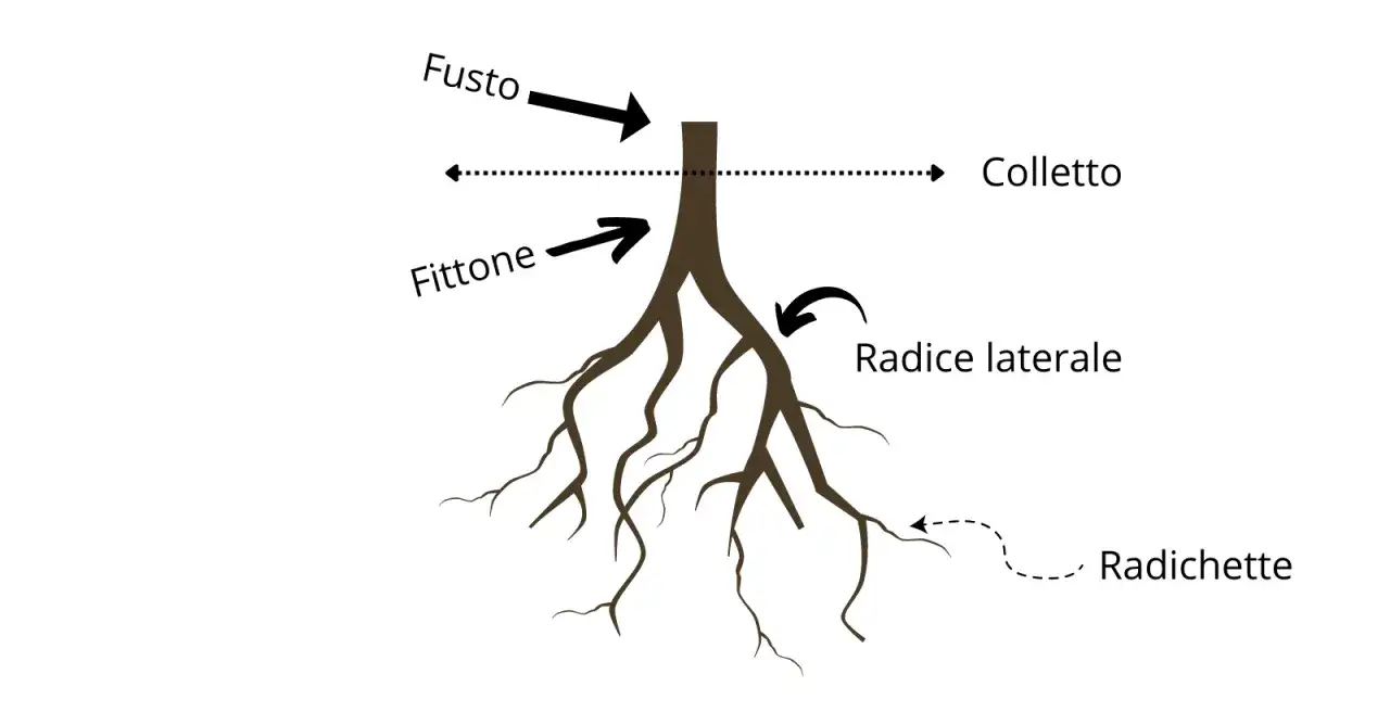 Radici di alberi che si estendono in profondit&agrave;, mostrando fusto, colletto, radice fittonante, radice laterale e radichette.