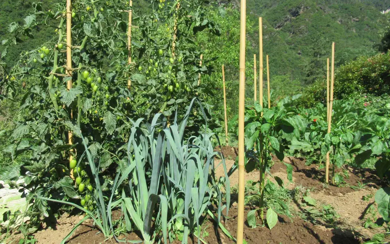 Un orto rigoglioso con pomodori verdi ancora acerbi, porri e peperoni. Scopri i trucchi per coltivare pomodori e ottenere un raccolto abbondante.