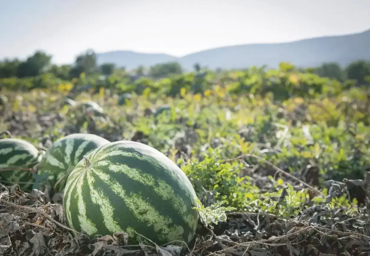 Angurie mature pronte per essere raccolte in un campo soleggiato. Il lavoro per coltivare angurie &egrave; ripagato da questi frutti succosi.