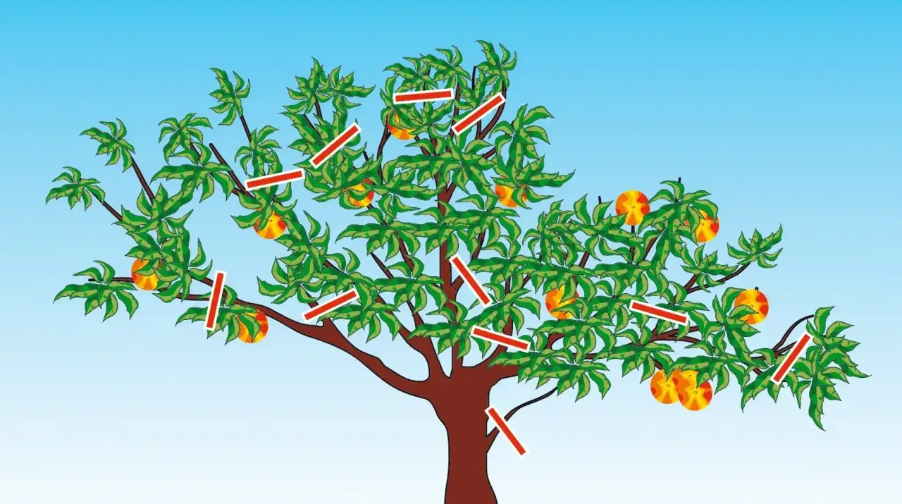 Illustrazione di un albero da frutto con indicazioni rosse su rami e frutti, che mostra uno schema potatura alberi da frutto.