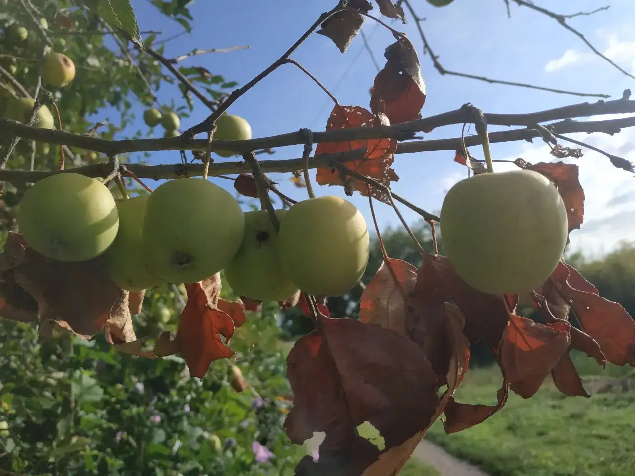 Mele verdi acerbe pendono da un ramo, con foglie secche e marroni. Chiss&agrave; quanti anni ha la melo per dare questi frutti?