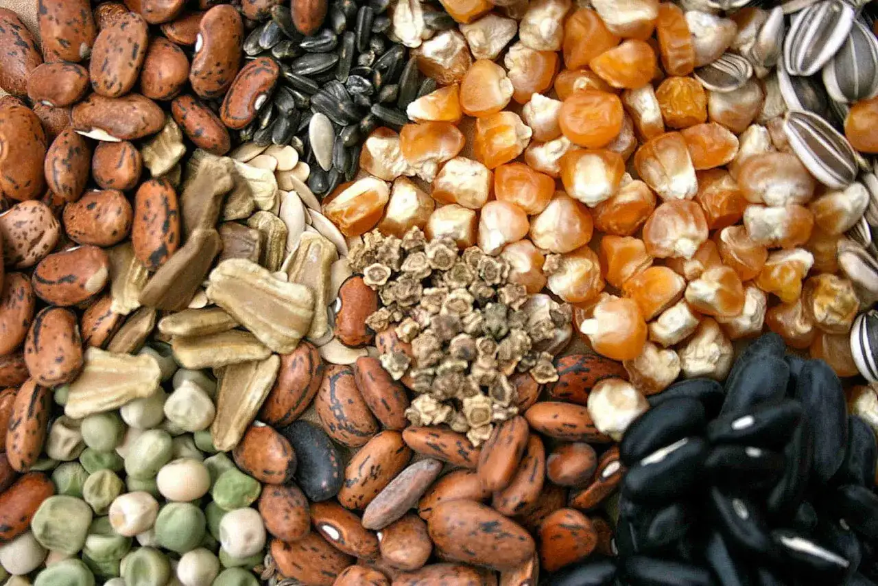 Variet&agrave; di semi antichi italiani: fagioli, mais, girasole, piselli e altri.