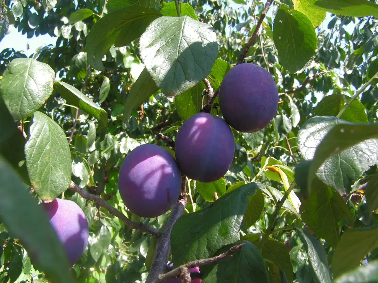 Prugne mature e viola pendono dai rami di un albero. Chiss&agrave; come si chiama l'albero delle prugne?
