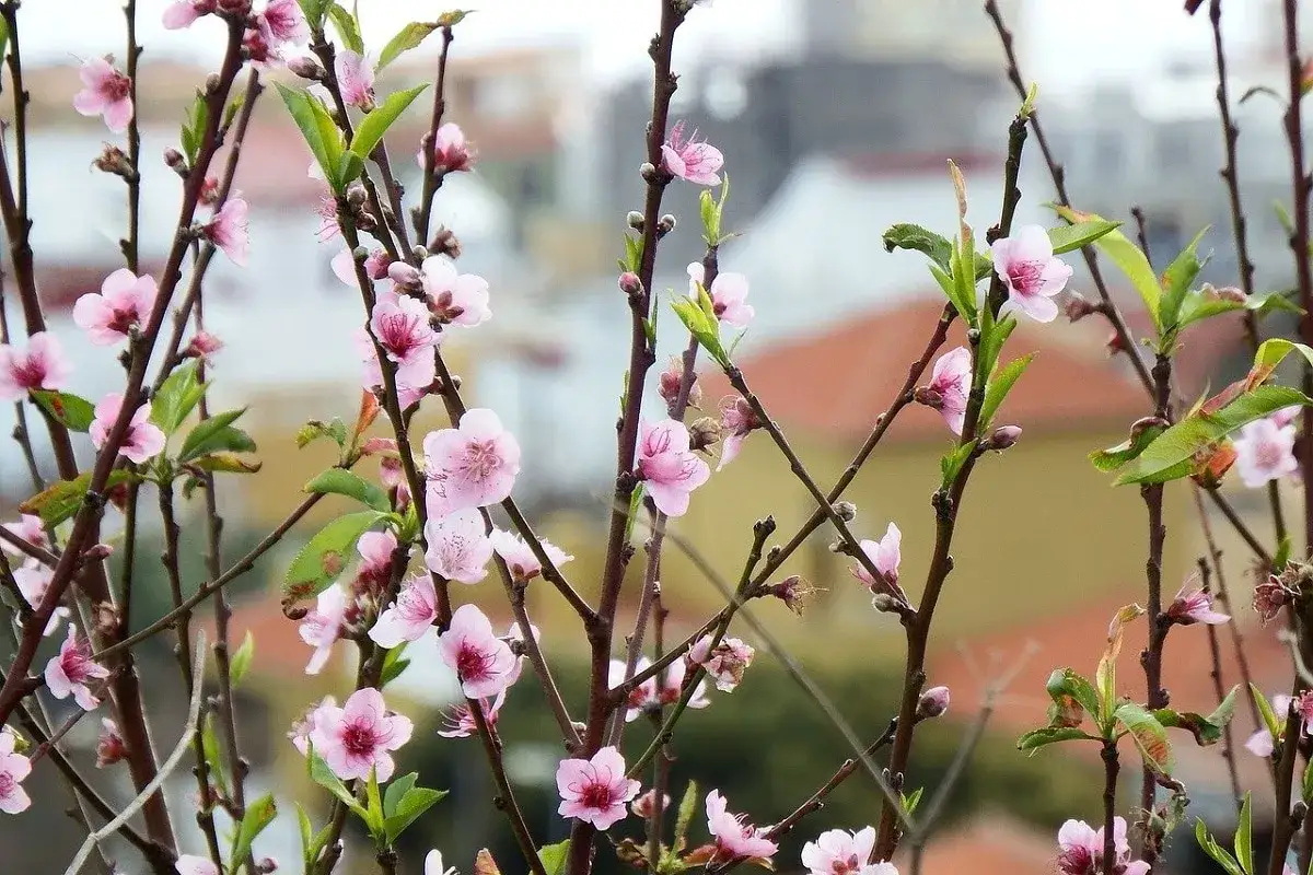Fiori rosa delicati sbocciano su rami scuri di un pesco in vaso, con uno sfondo sfocato di edifici.