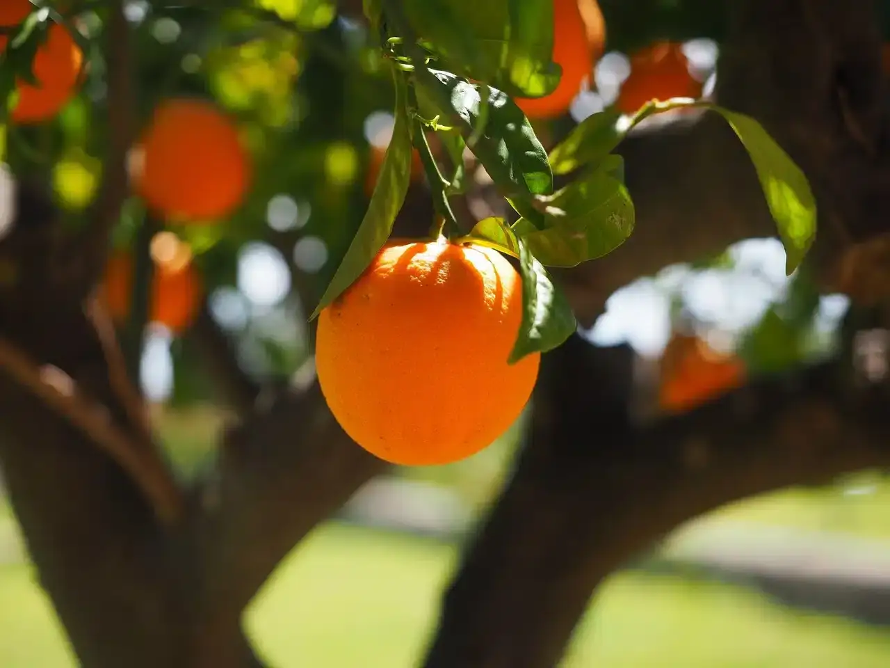 Arancio maturo appeso a un ramo, pronto per la potatura. Altri frutti arancioni e foglie verdi sullo sfondo sfocato.