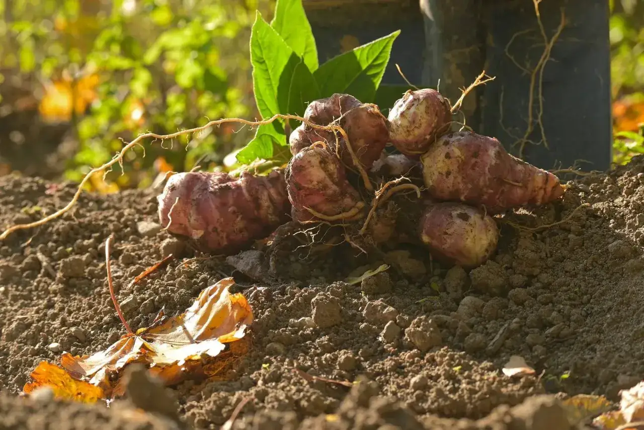 Topinambur appena raccolti, con le loro radici ancora attaccate, pronti per essere cucinati. Il momento ideale per la raccolta del topinambur &egrave; l'autunno.