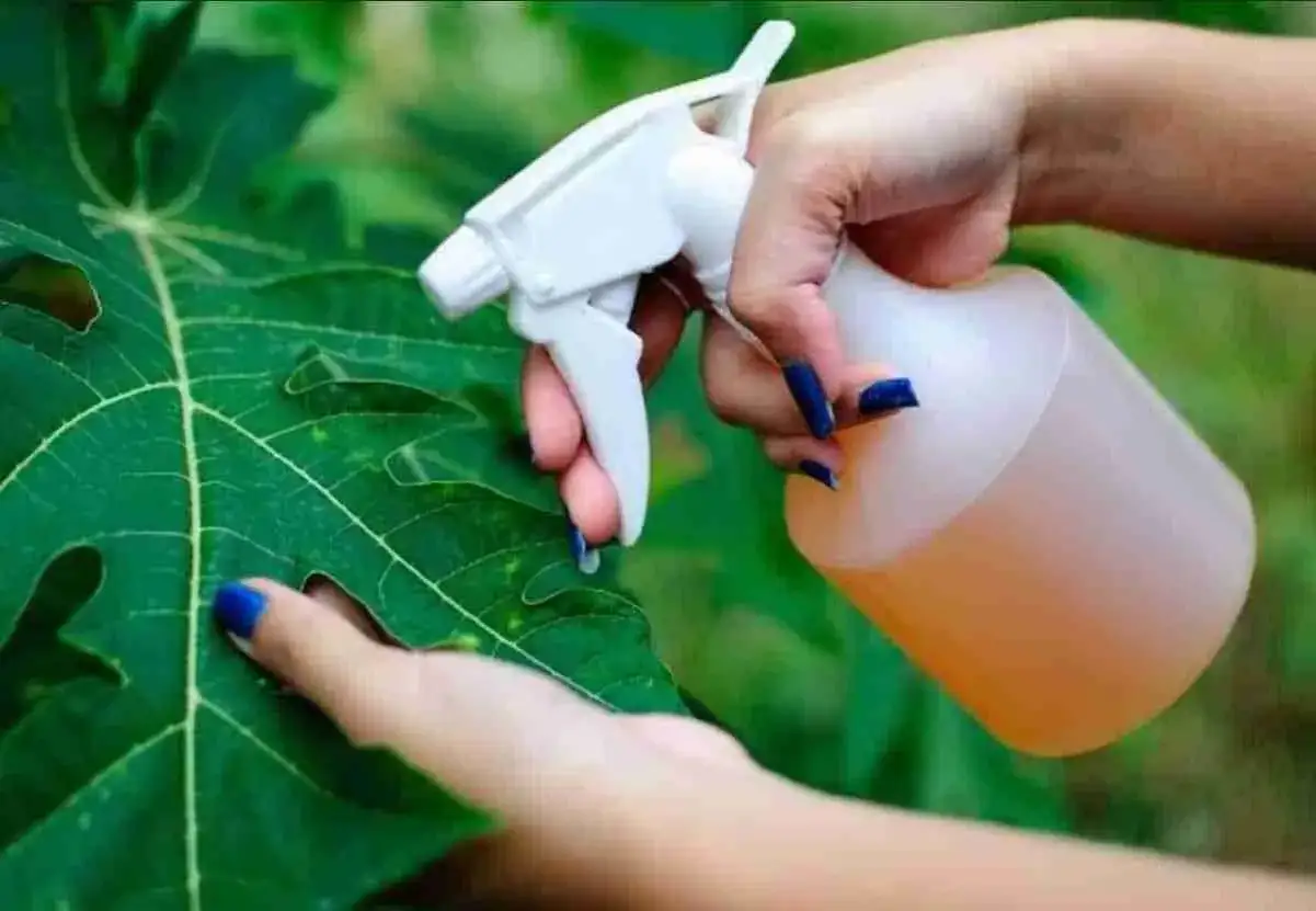 Mani con unghie blu spruzzano una soluzione su una foglia verde, forse per combattere le piante infestanti.