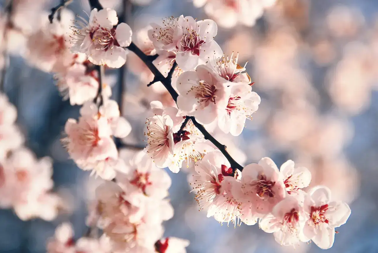Rami fioriti con petali rosa pallido e stami dorati. La differenza tra fiori di pesco e ciliegio &egrave; sottile, ma questi sembrano pi&ugrave; simili ai fiori di pesco.