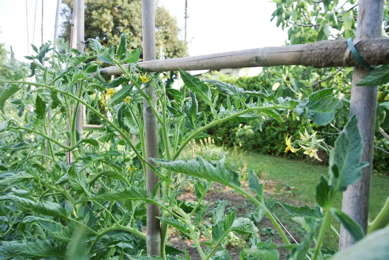 Fioritura di pomodori su un traliccio di bamb&ugrave;. Le foglie verdi e rigogliose si intrecciano, promettendo un raccolto abbondante.