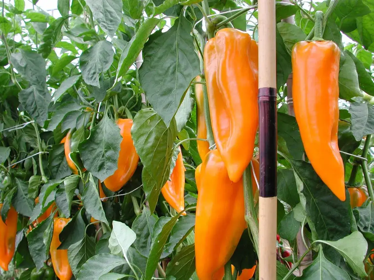 Peperoni bue arancioni maturi e lucidi pendono dai rami verdi. Alcuni sono lunghi e affusolati, altri pi&ugrave; panciuti. Sembra che questi peperoni bue siano piccanti.