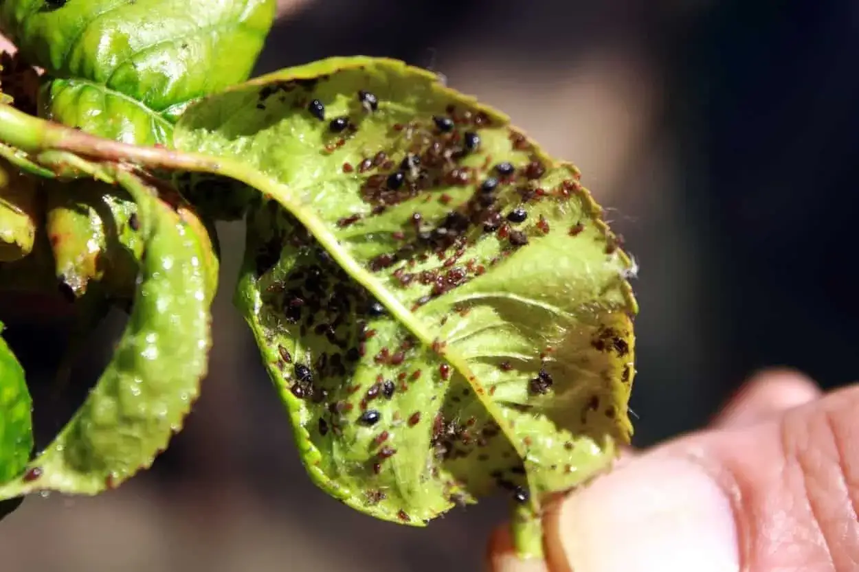 Foglie appiccicose piene di afidi. Si cercano rimedi naturali per liberare le piante da questi parassiti.