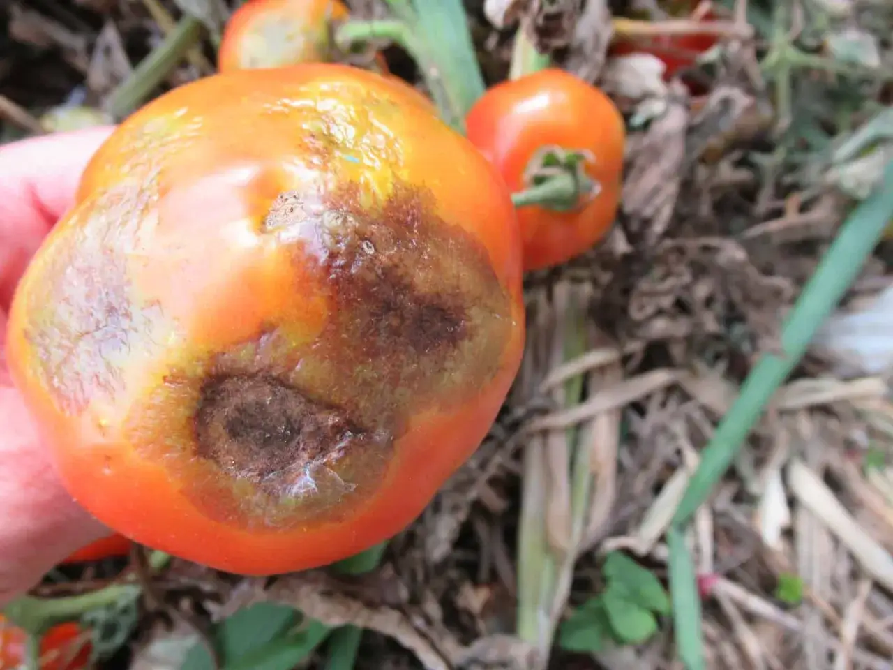 Pomodoro con macchie scure e secche, indicative di malattie del pomodoro. Immagini per diagnosi.