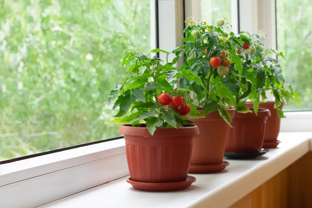 Pomodori in vaso sul davanzale, con frutti rossi e verdi pronti per essere raccolti.