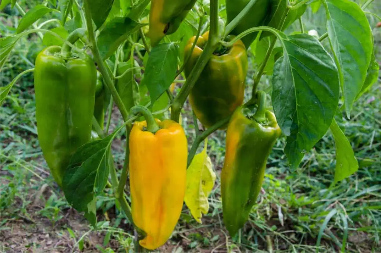 Peperoni verdi e gialli pendono dai rami. La temperatura minima ideale per la loro crescita &egrave; di circa 15&deg;C.