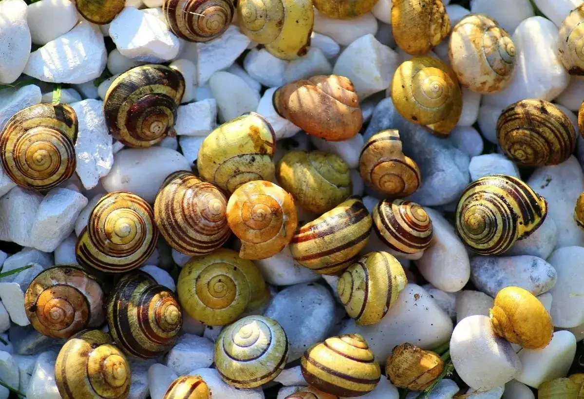 Un assortimento di tutti tipi di lumache di terra, con gusci a spirale di varie dimensioni e colori, adagiate su ciottoli bianchi.
