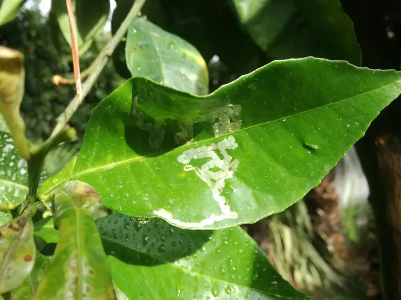 Foglie di limone con gallerie serpeggianti, tipiche di alcune malattie del limone. Immagini che mostrano i danni.