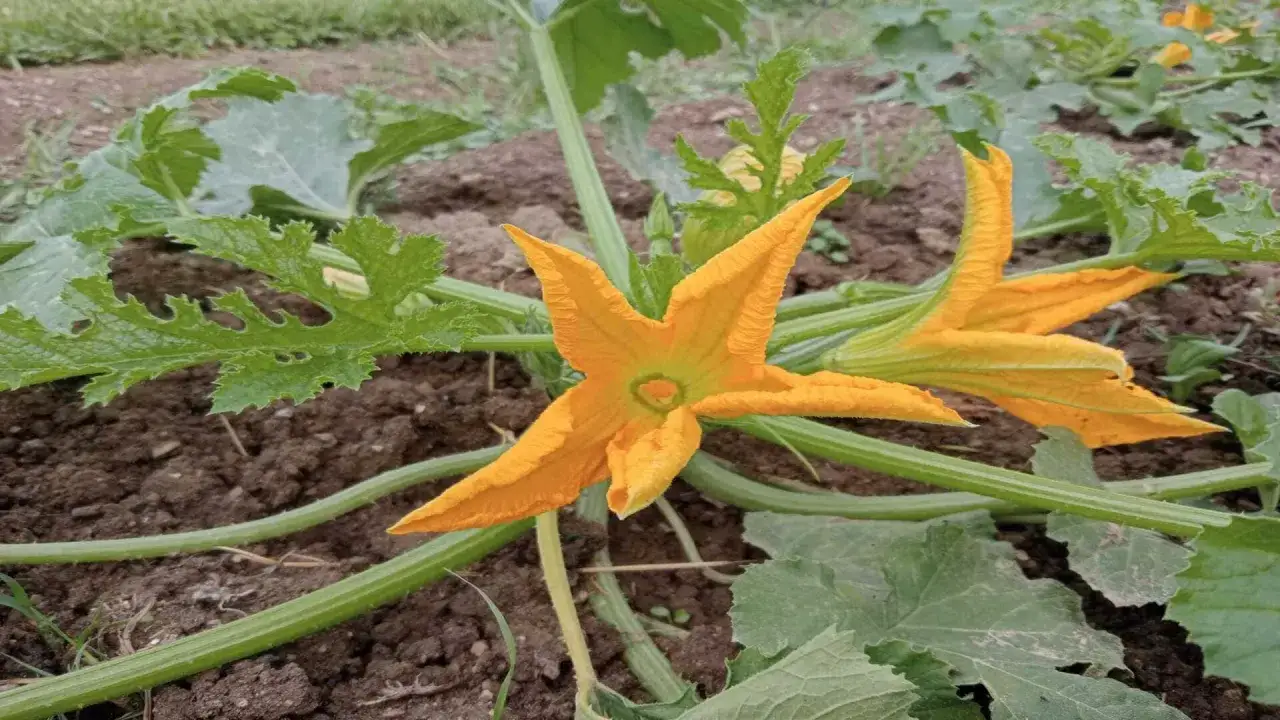 Fiori di zucca arancioni brillanti sbocciano su un terreno fertile, promettendo un raccolto gustoso.