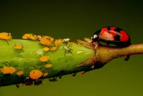 Coccinella rossa e nera su un ramo verde, circondata da afidi gialli e un insetto bianco peloso.
