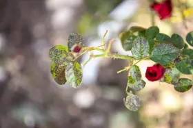 Foglie di rosa con macchie scure, sintomi di malattie fungine.