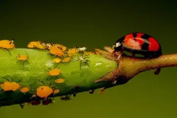 Coccinella rossa e nera su un ramo verde, circondata da afidi gialli e un insetto bianco peloso.