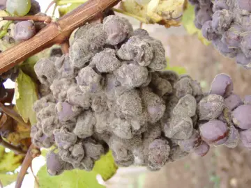 Grappolo d'uva colpito da muffa grigia, con acini viola ricoperti da una polvere biancastra.