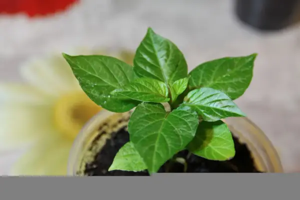 Pianta di peperoncino in vaso, con foglie verdi brillanti. Quanta acqua serve per farla crescere sana?