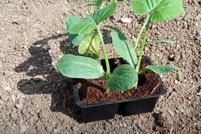 Piantine di melanzane in vasetto, pronte per il trapianto. Il periodo melanzane è iniziato, con queste giovani piantine che promettono un raccolto abbondante.