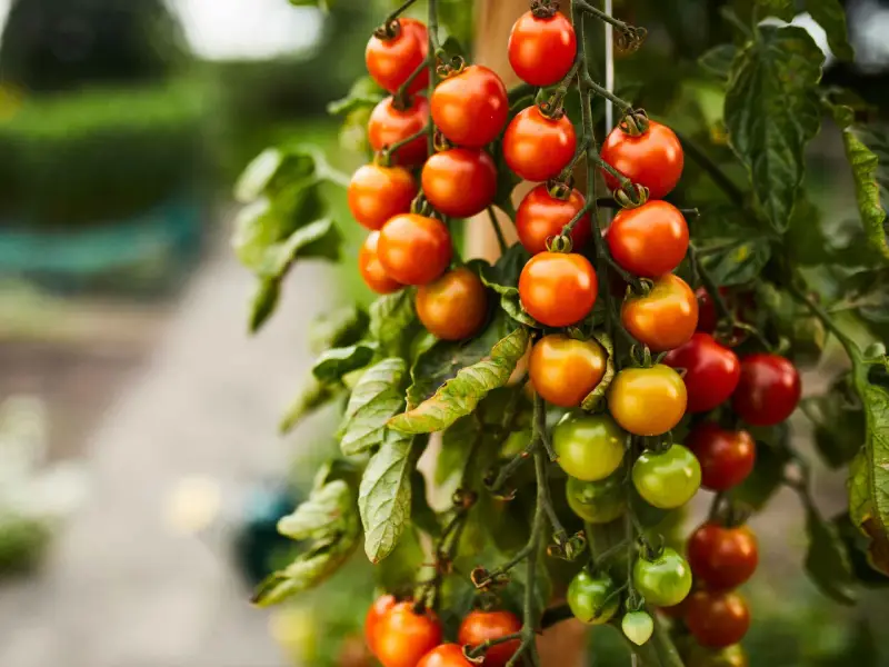 Grappoli di pomodorini ciliegino maturi e verdi pendono da un ramo, un vero spettacolo della stagione pomodori.