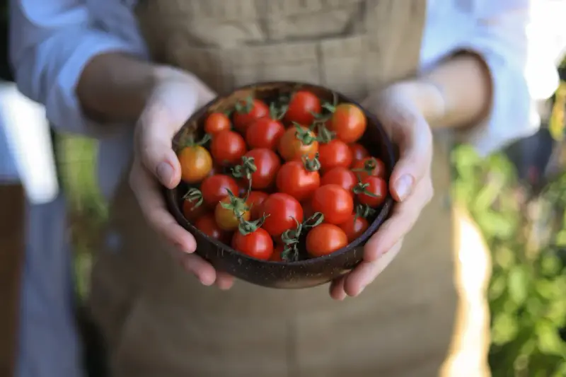Mani che tengono una ciotola di pomodorini freschi, un invito a scoprire i trucchi per coltivare pomodori succosi e saporiti.