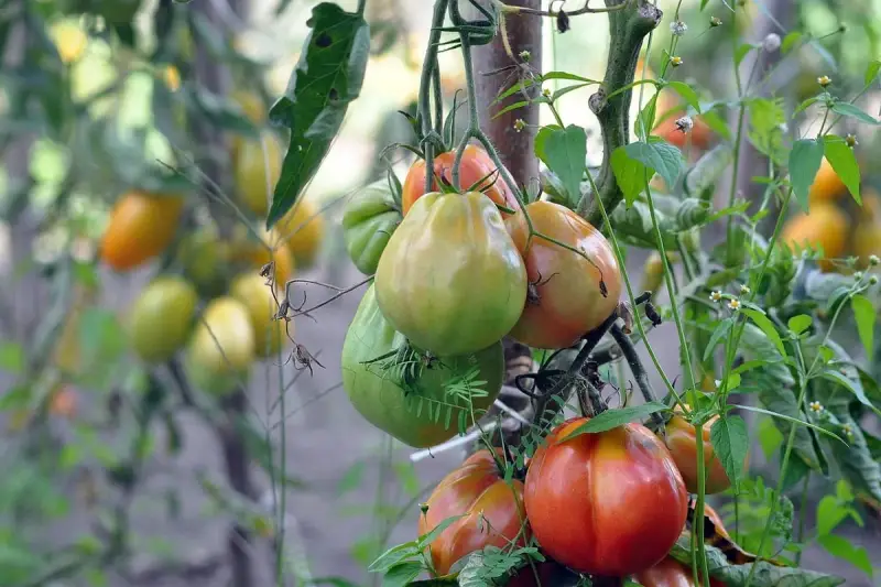 A cluster of ripening tomatoes, some green and some red, hang from a vine with green leaves and small white flowers.