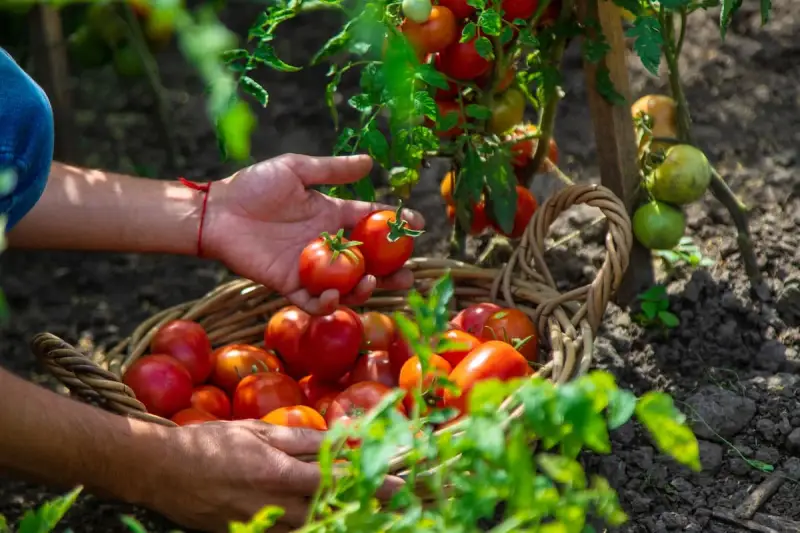 Raccolta di pomodori freschi, perfetta frutta di stagione giugno, in un cesto di vimini.