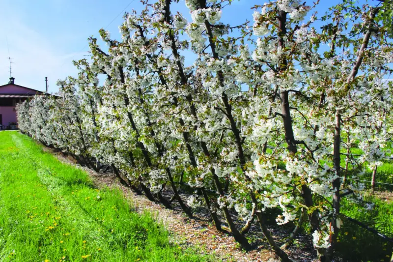 Fioritura di ciliegi in un frutteto, con alberi carichi di fiori bianchi e un prato verde. Le foglie del ciliegio sono ancora giovani e verdi.
