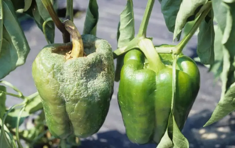 Peperone malato con superficie rugosa e biancastra, a confronto con uno sano e verde. Evidenzia le malattie del peperone.