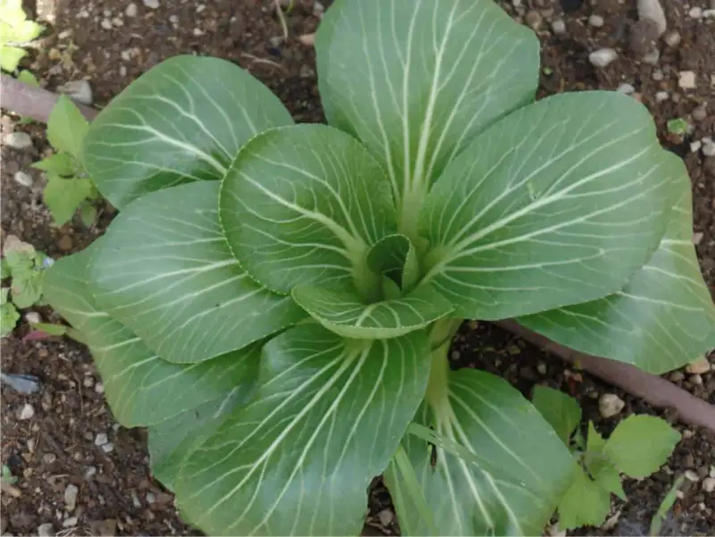Giovane pianta di pak choi nel terreno, con foglie verdi brillanti e venature bianche evidenti.