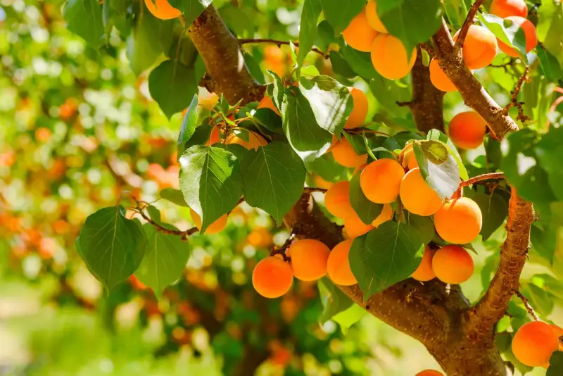 Albicocche mature su un ramo. L'albicocco inizia a fruttificare dopo circa 3-4 anni dalla messa a dimora.