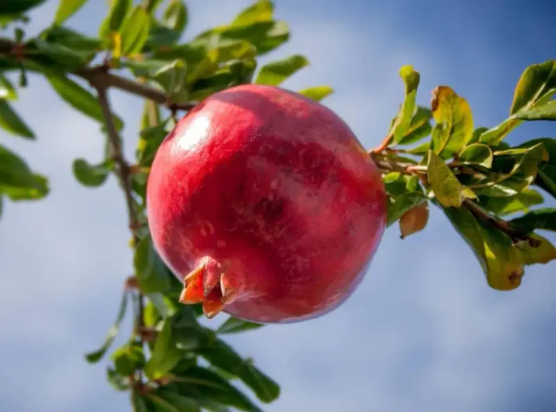 Il colore del melograno, una spiegazione visiva: un frutto maturo, rosso intenso, pende da un ramo con foglie verdi, sotto un cielo azzurro.
