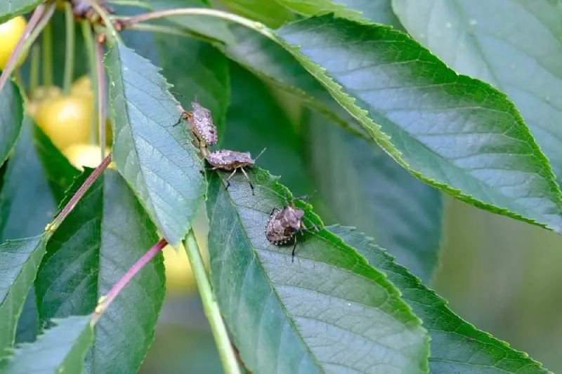 Tre cimici asiatiche si posano su foglie verdi, con ciliegie gialle sfocate sullo sfondo.