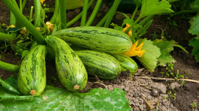 Zucchine striate pronte per la raccolta, un segno che la semina è andata a buon fine.