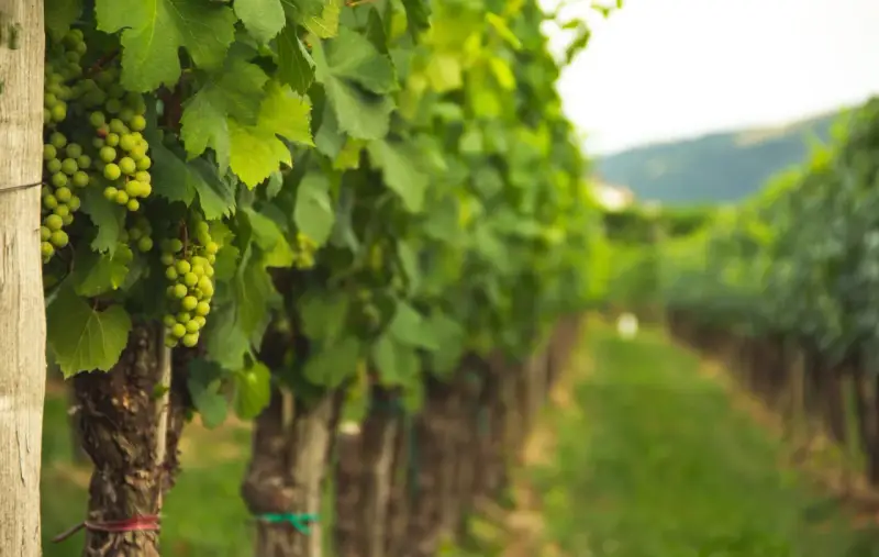 Filari di viti verdi cariche d'uva, un vigneto dove si coltiva la vite con cura.